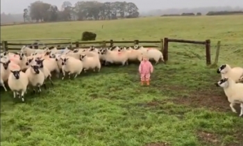 Маленькая фермерша быстро расправилась со стадом овец - «Видео приколы»
