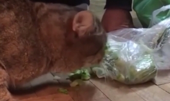 Ожесточенная борьба с котом за кабачок - «Видео приколы»