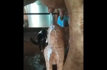 Авария на молокозаводе и её оперативное устранение - «Видео приколы»