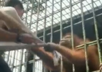 Эта обезьяна просто хотела обнять человека! - «Видео приколы»