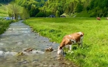 Самая счастливая корова на земле - «Видео приколы»