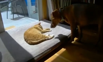 Вот в чем разница между собакой и кошкой! - «Видео приколы»