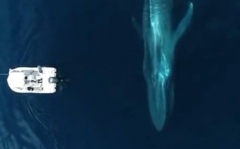 Моторная лодка на фоне синего кита! - «Животные приколы»