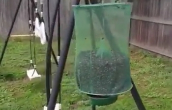 Садовая ловушка для мух в действии - «Видео приколы»