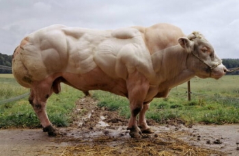 Самый сильный бык в мире - «Животные приколы»