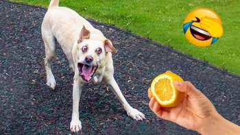 Вот почему собаки не любят лимон - «Животные приколы»