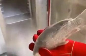 Как оживить замороженную рыбу? - «Видео приколы»