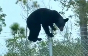 Побег медведя из зоопарка ! - «Видео приколы»