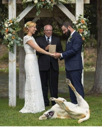 Подборка забавных фотографий со свадебных торж - «Фото приколы»