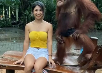 Смышленая обезьяна знает за что хватать женщину - «Девушки»