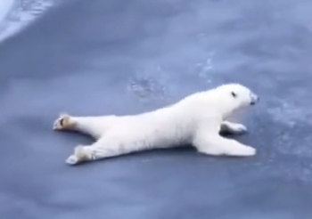 Белый медведь пересекает тонкий лёд лёжа, чтобы не расколоть его - «Животные приколы»