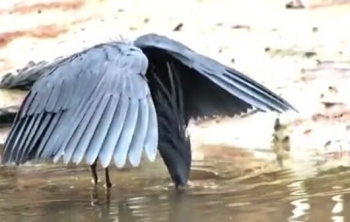 Черные цапли используют свою тень, что бы поймать рыбу - «Животные приколы»