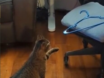 Кот против вешалки (Смотреть до конца) - «Животные приколы»