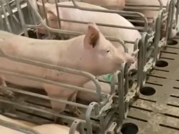 Побег свиньи с фермы попал на видео - «Животные приколы»