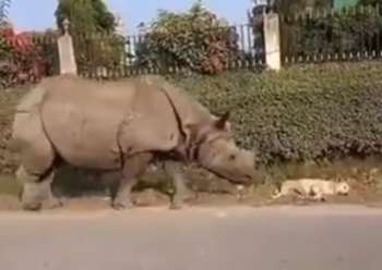 Реакция спящей собаки на носорога - «Видео приколы»