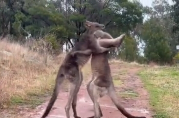 Ссора двух кенгуру зашла слишком далеко - «Видео приколы»