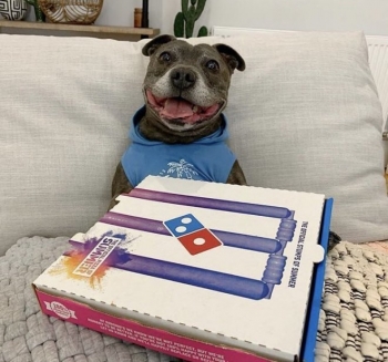 Этот пёсик обожает пиццу и очень обрадовался, когда х - «Фото приколы»