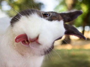 Подборка фотографий милых и пушистых кроликов, которые - «Фото приколы»