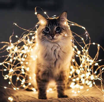 Порция фотографий очаровательных котиков, кот - «Фото приколы»