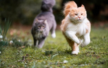 Подборка фотографий забавных котиков, которых сфотогра - «Фото приколы»