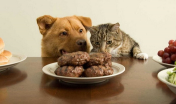 Порция фотографий собак и кошек, которым уда - «Фото приколы»