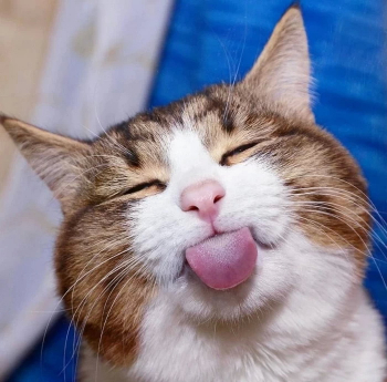 Порция фотографий котиков, которые радуются теплым - «Фото приколы»